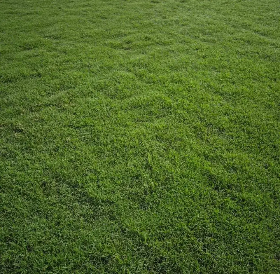 Elite Green Grass Farm Natural Lawn Photo 1