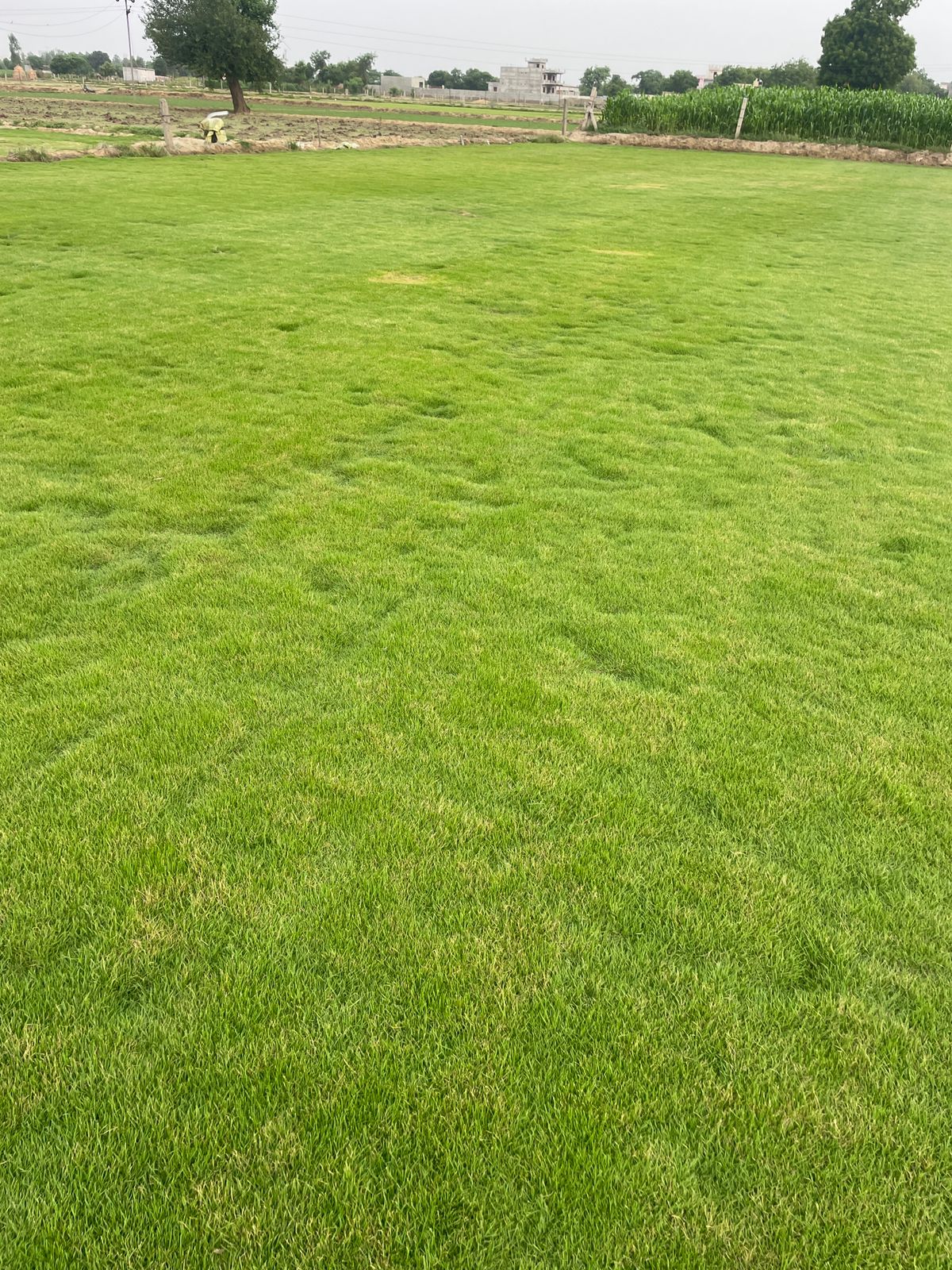 Elite Green Grass Farm Natural Lawn Photo 11