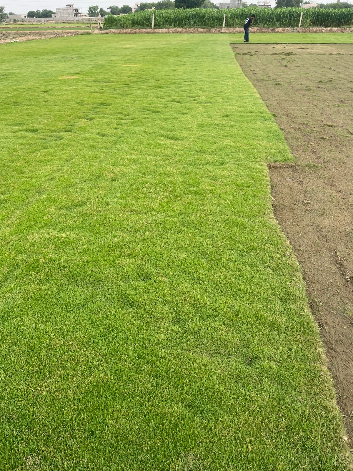 Elite Green Grass Farm Natural Lawn Photo 12