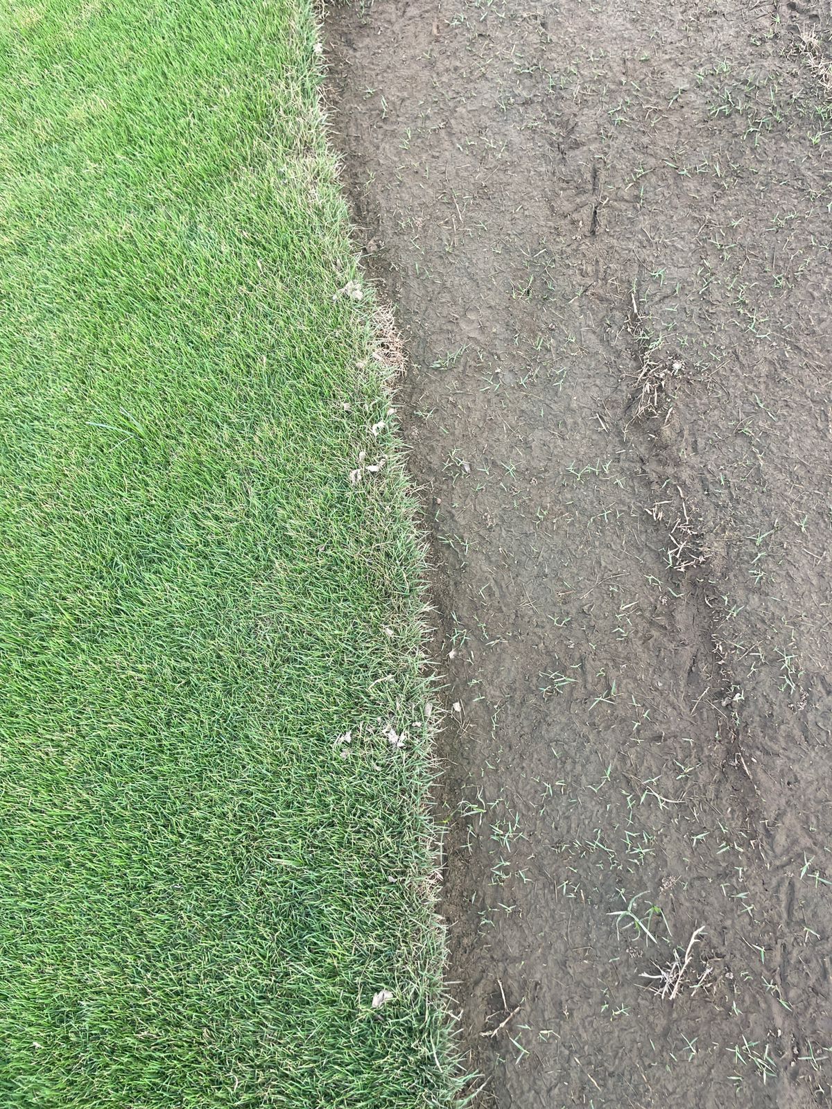 Elite Green Grass Farm Natural Lawn Photo 13