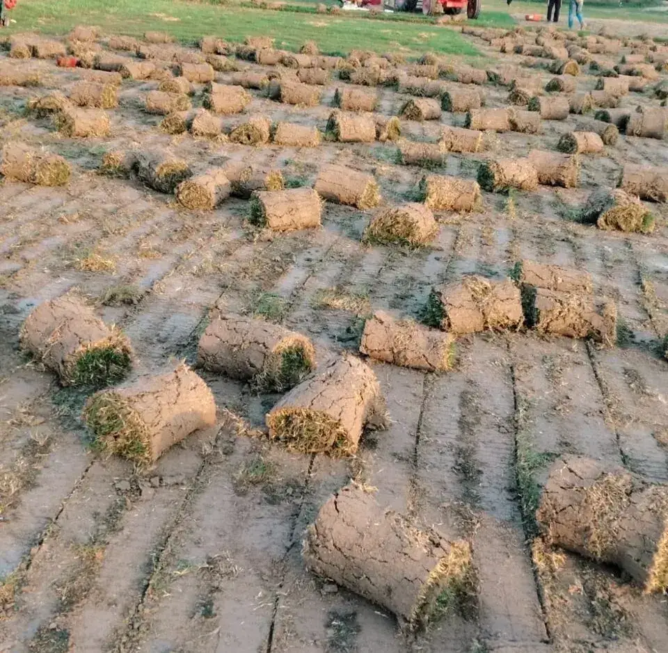 Elite Green Grass Farm Natural Lawn Photo 3
