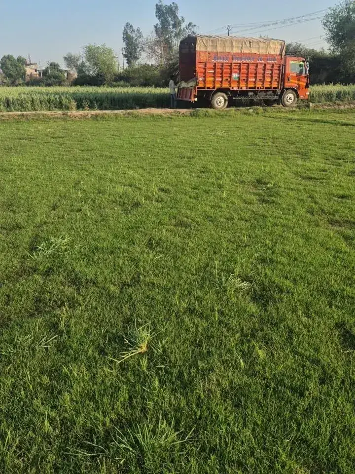 Elite Green Grass Farm Natural Lawn Photo 4