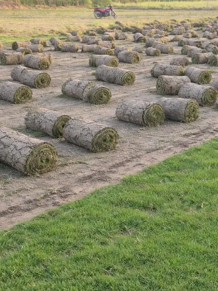 Elite Green Grass Farm Natural Lawn Photo 5