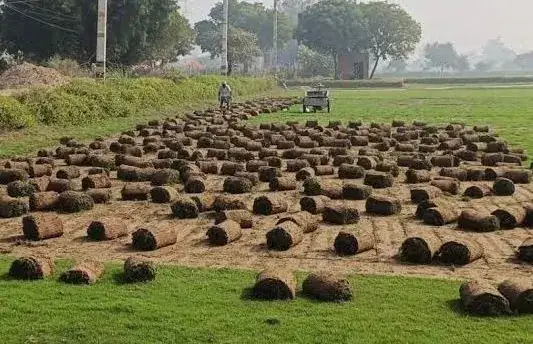 Elite Green Grass Farm Natural Lawn Photo 6