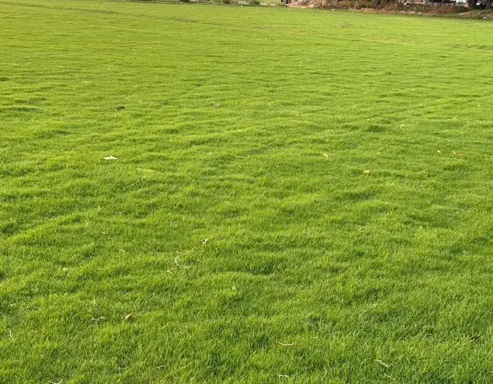 Elite Green Grass Farm Natural Lawn Photo 8