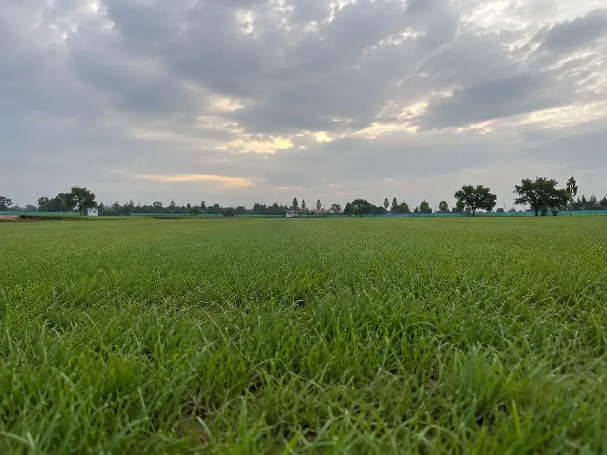100% Farm-Direct Natural Grass